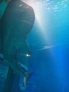 ジンベエザメ２