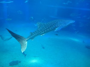 ジンベエザメ１
