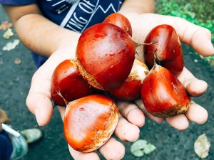 3608d8a6216677c25e1464e5c8aa4f8c