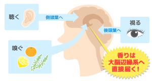 嗅覚２
