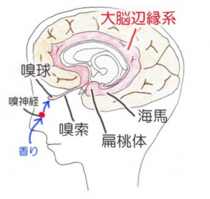 嗅覚３